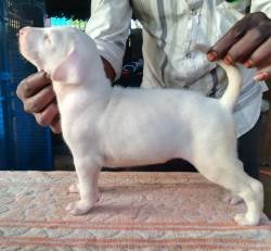 DogsIndia.com - Rajapalayam - Danelands Kennel (Rajan)