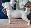DogsIndia.com - Rajapalayam - Danelands Kennel (Rajan)
