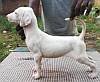 DogsIndia.com - Rajapalayam - Danelands Kennel (Rajan)
