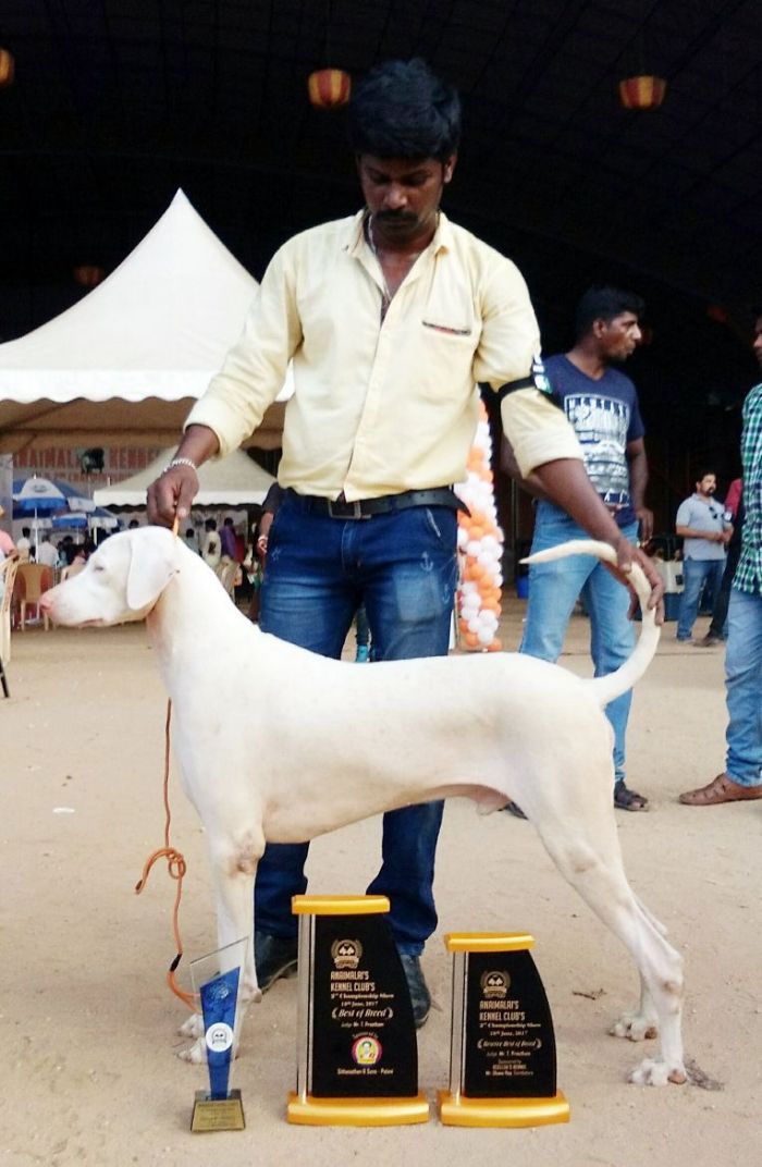 DogsIndia.com - Rajapalayam - Danelands Kennel (Rajan)