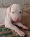 DogsIndia.com - Rajapalayam - Senthil