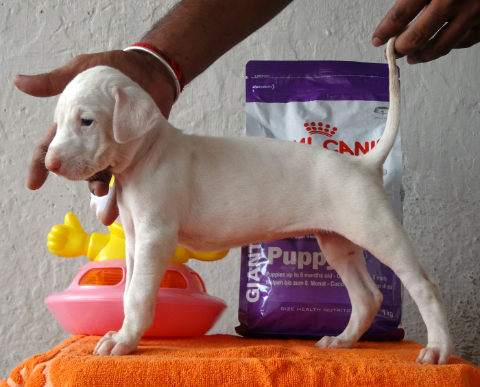 DogsIndia.com - Rajapalayam - Suren Reddy