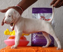 DogsIndia.com - Rajapalayam - Suren Reddy