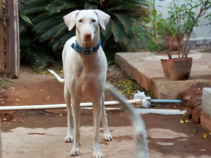 DogsIndia.com - Rajapalayam - Lushdale's Kennel - Tharani Tharan