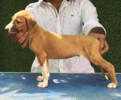 DogsIndia.com -Rampur Hound - Tazi Kennels