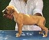DogsIndia.com -Rampur Hound - Tazi Kennels