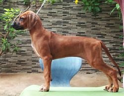 DogsIndia.com - Rhodesian Ridgeback- Red Rooyens Kennel