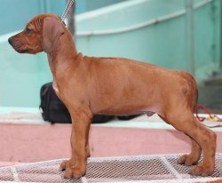 DogsIndia.com - Rhodesian Ridgeback- Red Rooyens Kennel