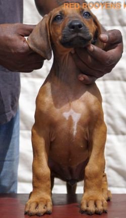 DogsIndia.com - Rhodesian Ridgeback- Red Rooyens Kennel