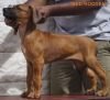 DogsIndia.com - Rhodesian Ridgeback- Red Rooyens Kennel