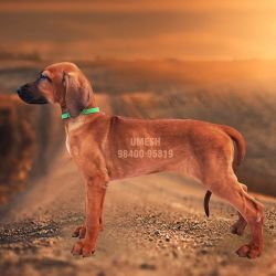DogsIndia.com - Rhodesian Ridgeback - Umesh
