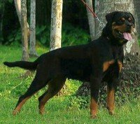 DogsIndia.com - Rottweiler - Ajans - Snajas Kennel
