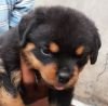 DogsIndia.com - Rottweiler - Ajans - Snajas Kennel