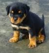 DogsIndia.com - Rottweiler - Snajas Kennel - Ajans