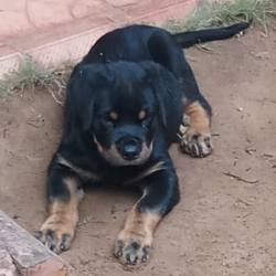 DogsIndia.com - Rottweiler - Snajas Kennel - Ajans