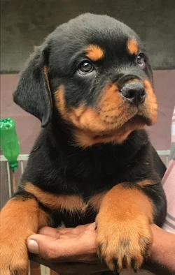DogsIndia.com - Rottweiler - Ajans - Snajas Kennel