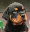 DogsIndia.com - Rottweiler - Ajans - Snajas Kennel