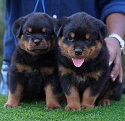 DogsIndia.com - Rottweiler - Ajans - Snajas Kennel