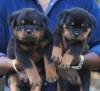 DogsIndia.com - Rottweiler - Ajans - Snajas Kennel