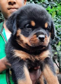 DogsIndia.com - Rottweiler - Snajas - Ajans
