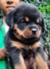 DogsIndia.com - Rottweiler - Snajas - Ajans