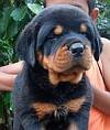 DogsIndia.com - Rottweiler - Snajas - Ajans