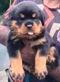 DogsIndia.com - Rottweiler - Snajas - Ajans
