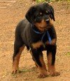 DogsIndia.com - Rottweiler - Marathon Riders - Amith Walton