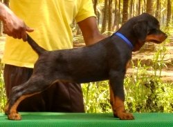 DogsIndia.com - Rottweiler - Marathon Riders, Amith Walton