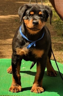 DogsIndia.com - Rottweiler - Marathon Riders - Amith Walton