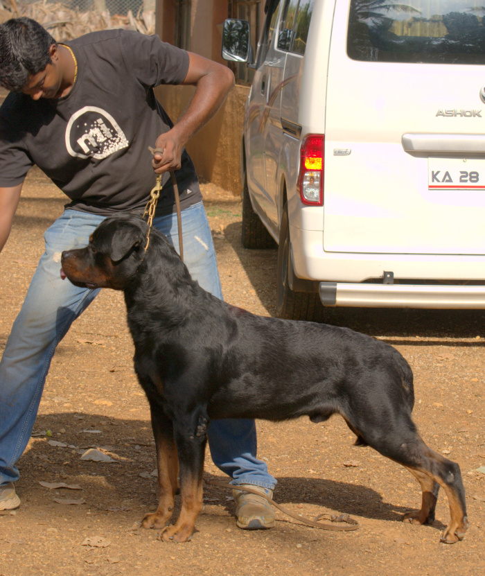 DogsIndia.com - Rottweiler - Marathon Riders - Amith Walton