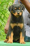 DogsIndia.com - Rottweiler - Marathon Riders - Amith Walton