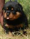 DogsIndia.com - Rottweiler - Marathon Riders - Amith Walton
