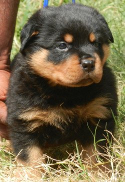 DogsIndia.com - Rottweiler - Marathon Riders - Amith Walton