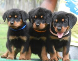 DogsIndia.com - Rottweiler - Amith - Marathon Riders