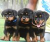 DogsIndia.com - Rottweiler - Amith - Marathon Riders