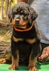 DogsIndia.com - Rottweiler - Amith - Marathon Riders