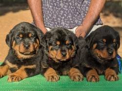 DogsIndia.com - Rottweiler - Amith - Marathon Riders