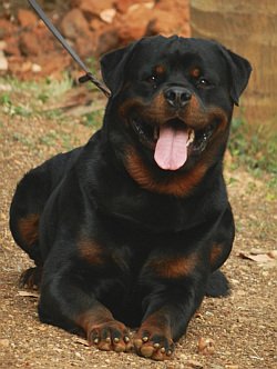 DogsIndia.com - Rottweiler - Amith - Marathon Riders