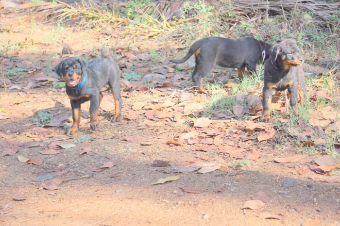 DogsIndia.com - Rottweiler - Amith - Marathon Riders