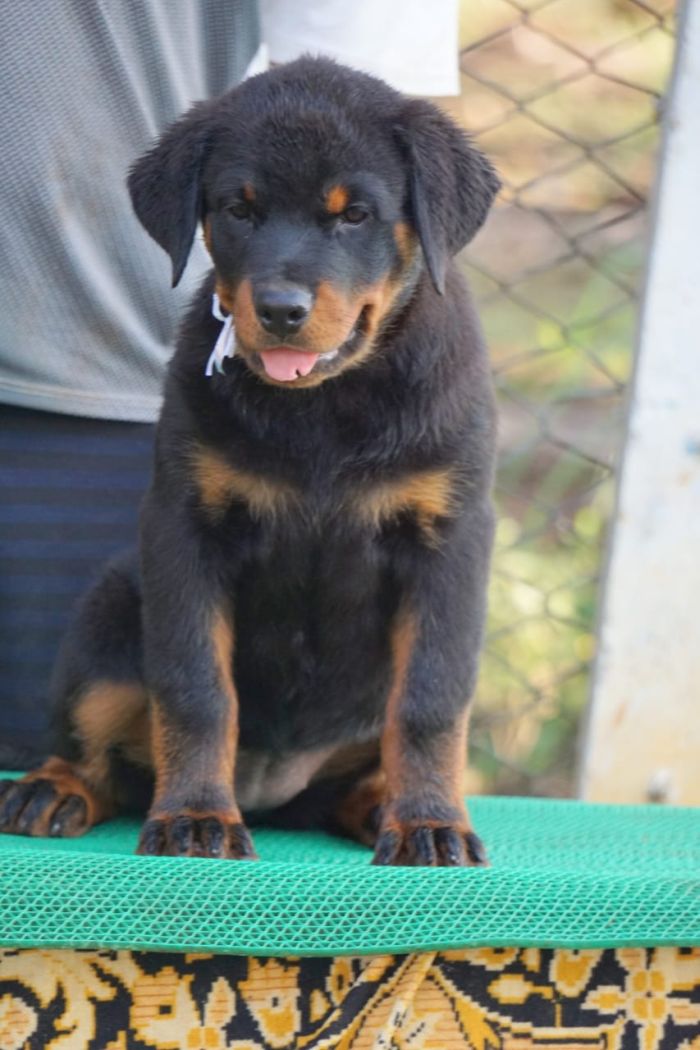 DogsIndia.com - Rottweiler - Amith - Marathon Riders