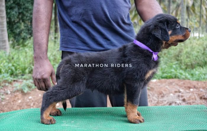 DogsIndia.com  Rottweiler  Marathon Riders  Amith Walton