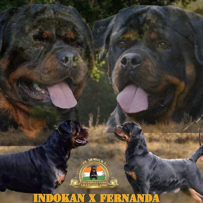 DogsIndia.com - Rottweiler - Attitude Armour
