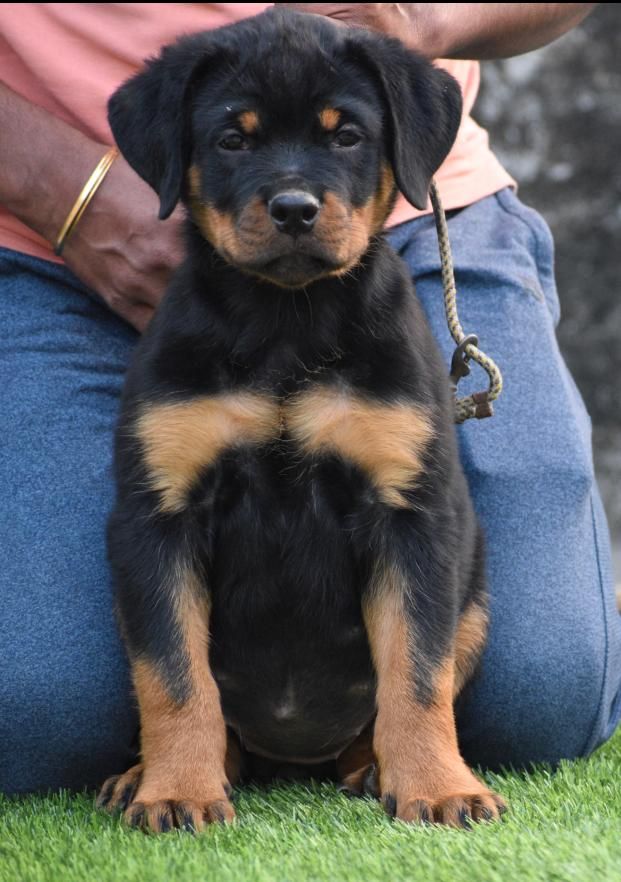 DogsIndia.com - Rottweiler - Attitude Armour