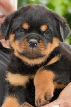 DogsIndia.com - Rottweiler - Attitude Armour