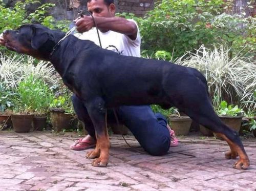 DogsIndia - Rottweiler - Bhayrav Kennels