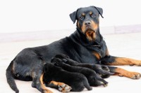 DogsIndia.com - Rottweiler - Magic Wolves - Brijesh