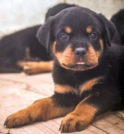 DogsIndia.com - Rottweiler - Magic Wolves - Brijesh