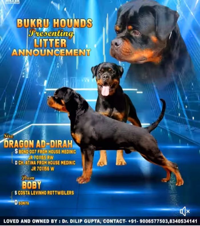 DogsIndia.com - Rottweiler - Dr. Gupta - Bukru
