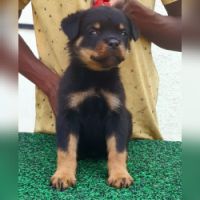 DogsIndia.com - Rottweiler - Dr. Gupta - Bukru